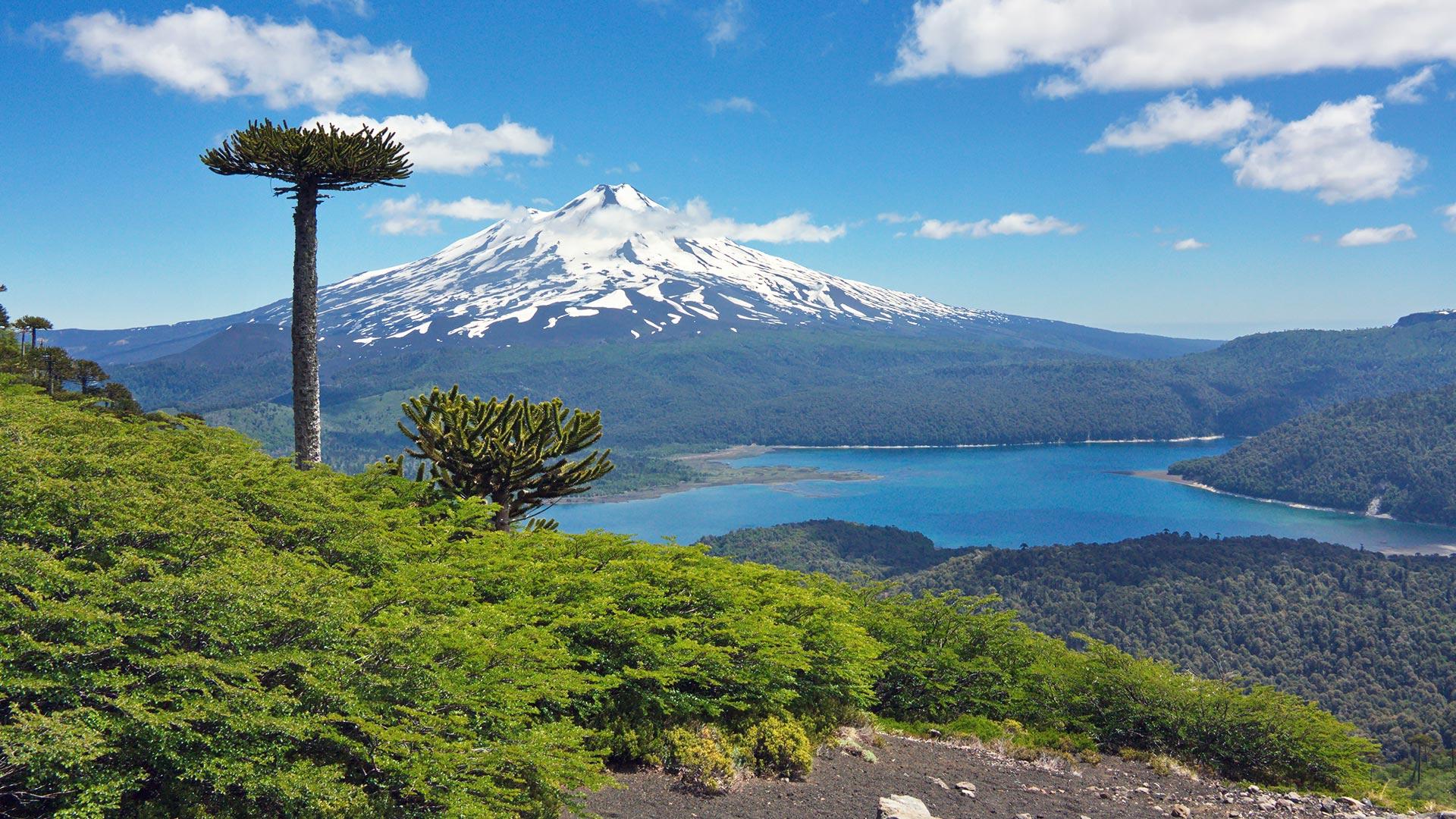 Volcán y bosque en el Parque Conguillío